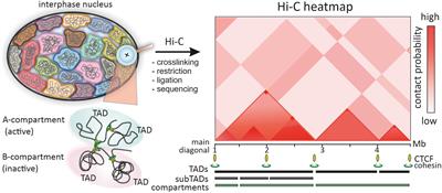 FISH Going Meso-Scale: A Microscopic Search for Chromatin Domains